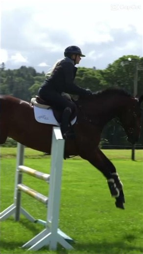 Harlow and ruby #horse #equestrianjourney #harlow #equestrian