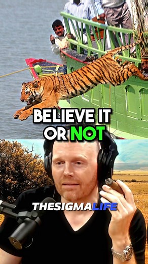 13K views · 141 reactions | Why are India's TIGERS Attack so Many HUMANS #india #tiger #tigers #wildanimals #animals #animalsoftiktok #animalworld #tigerattack #joerogan #joeroganpodcast #jre #jreclips | The Sigma Life | Facebook