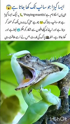 “Deadly Praying Mantis Attack – Nature’s Silent Hunter!”#PrayingMantis#animalfacts #youtubeshorts