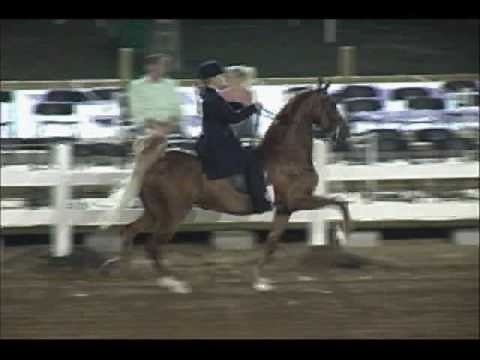 American Saddlebred at the Slow Gait (Trained by Marcia Belcher @ South Pointe Farm)
