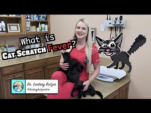 What is Cat Scratch Fever? | CONTAGIOUS TO HUMANS