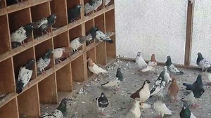 4.9K views · 81 reactions | High flying Rampuri Pigeons for Sale. They are in DHA, Karachi. صرف سنجیدہ لوگ جو مہنگے اڑان والے کبوتروں کا شوق رکھتے ہیں دیکھنے آئیں. Contact : Zameer Khan. 03022152794 Males | Jinnah Cattle Farm | Facebook