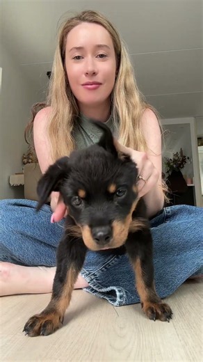 Love this trend 🥹 #rottweiler #puppy #dogs #pets