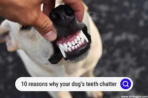 10 Reasons Why Your Dog’s Teeth Chatter, And How To Help - SirDoggie.com