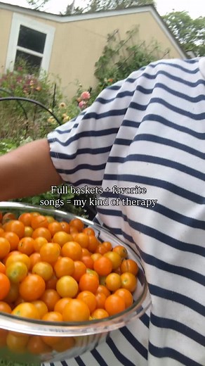 These sunsugar cherry tomatoes do not disappoint, my husband and I LOVE this variety and our 5 plants produce PLENTY! #cherrytomato #gardenharvest | Soil and Margaritas Home Gardener