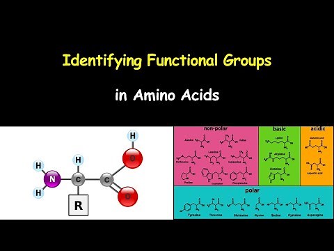 Identifying Functional Groups in Amino Acids