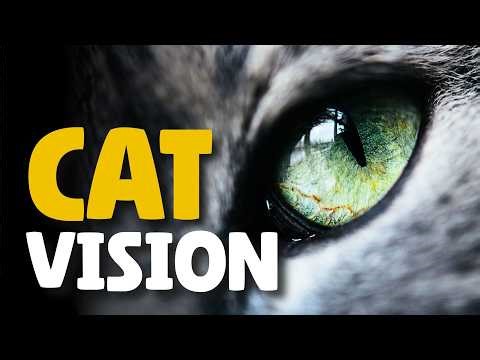 What Your Cat Sees Will Shock You