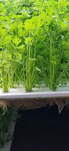 [Hot Item] 120X60cm Plants Float Sheet Board Hydroponic Foam Medium Floating Raft System for Lettuce Tomato Cucumber