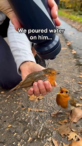 A robin found unconscious on a woodland path — his partner never left his side until he was saved… #wholesome #animal #robin #rotkehlchen #wildlife
