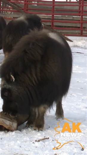 Looking to make a connection with someone special for Valentine’s Day? You might be in luck ❤️❤️❤️ https://tinyurl.com/2ef922wb | Alaska's News Source