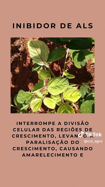 Herbicidas com Metsulfuron: Eficiência e Controle