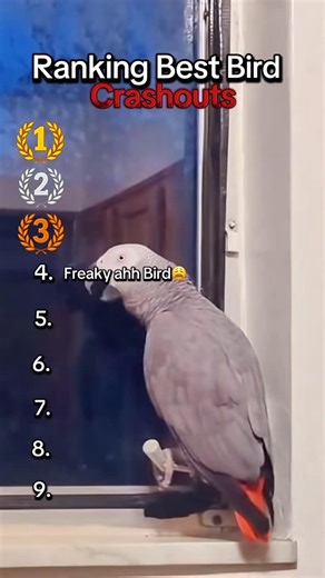 birdfyp on Instagram: "funny birds doing sus things #fyp #funny #petlovers #cute #birds #crazy #petfriendly"