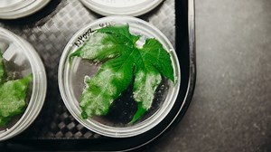 UV light may be ripe to replace chemicals in fungus fight | Cornell Chronicle