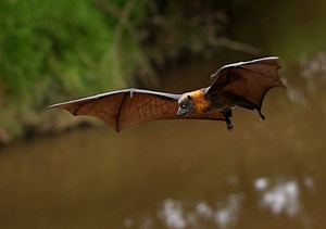 Fruit bats are the only bats that can’t use echolocation. Now we're closer to knowing why