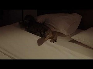 The Road to Mandalay / Adieu Mandalay (2017) - Excerpt 3 (English Subs)