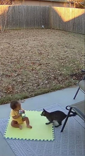Family Cat Leaps at Swooping Hawk to Save Baby! 😱🐾