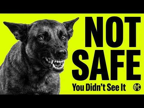 The Moment a Belgian Malinois Realizes Someone Isn’t Safe — And You Miss It