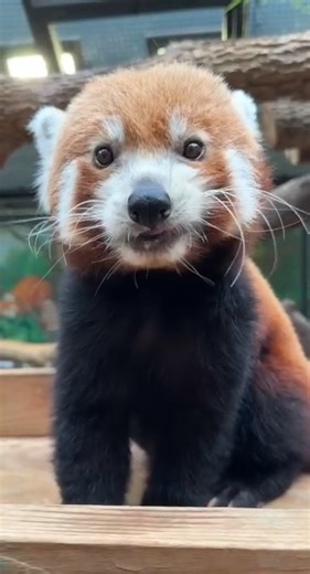 19K views · 896 reactions | It’s International Red Panda Day! Stop by...