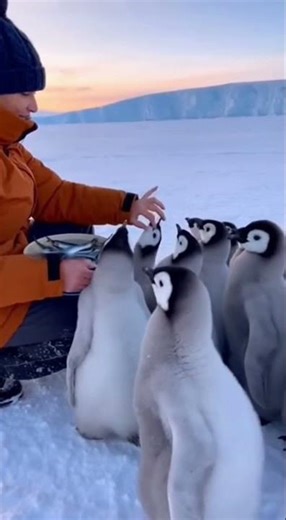 so much cute penguins 😍 #cute #adorable #pet #penguin #babyanimals #fluffy #cuteanimal