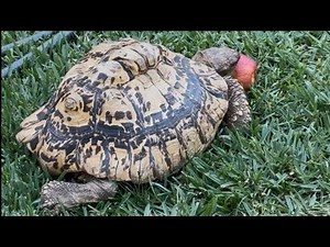 Goochie Mama is live!