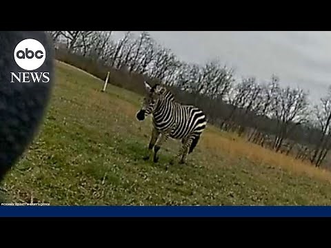 Police kill zebra after it nearly bites Ohio owner's arm off | GMA