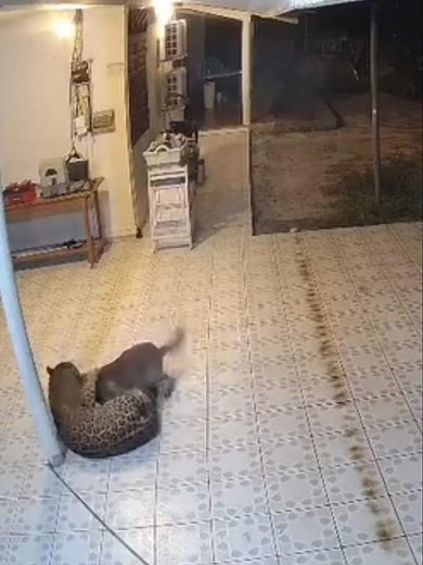 Jaguar in Stoupan: animal attacks sow fear in Matoury