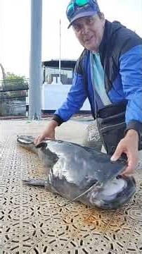 la pêche du silure en toute simplicité