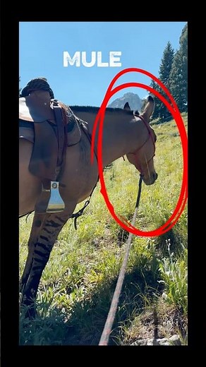 Unique Markings On A Dun Mule 😍 #horse #mule #equestrian #horselife #exploreidaho