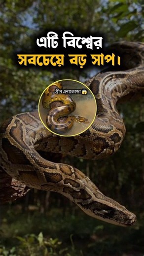 The World's Largest Snake 🐍 | Green Anaconda #GreenAnaconda #WorldsLargestSnake #Snake #Wildlife