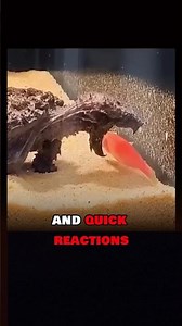 🐢Fast Snapping Turtle! #WildlifeWonder