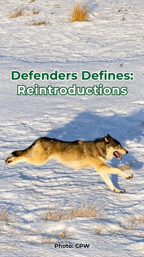Conservation is happening all around us! 💚 One conservation tool critical to species recovery is reintroduction. Whether it’s restoring gray wolves back to their historic habitat in Yellowstone or seeking new habitat for species to thrive due to changing landscapes, we’re plugged into reintroduction efforts nationwide. Learn more about why we support reintroduction! 🐾 | Defenders of Wildlife