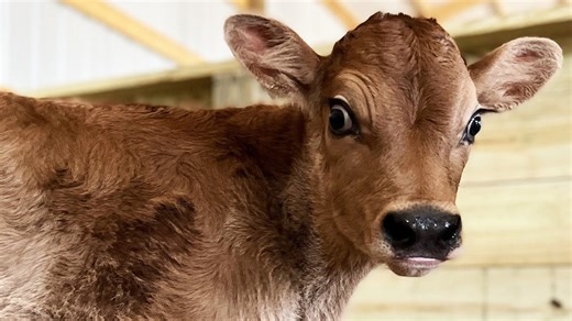 Building a small farm from scratch in six months