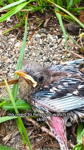 LifeUndrGlass | Mockingbird fledgling talks about the tech #mockingbird #northernmockingbird | Instagram