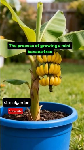 Mini Banana Tree Growth Process #fyp #videoshort #ai #garden