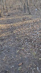 The adventures of Noodle The Glue Puppy. #trauma #rescue #specialneedsdog #emotionalrescuedogs | Emotional Rescue LLC