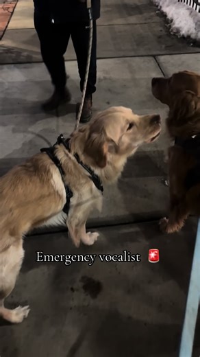 Live Duet Featuring a Fun Emergency Vocalist and a Golden Retriever