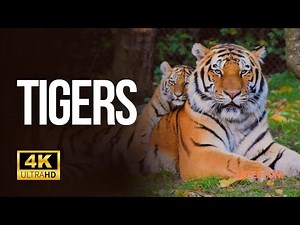 Tiger 4k Video | Unleashing the Power of Tiger in Action | 4K Wildlife Video With Relaxing Music