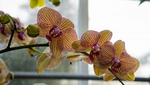 Orchid Light Requirements: How To Provide Ideal Lighting