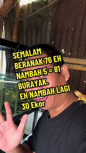 Ikan Guppy Beranak Banyak: Tips Pembiakan Efektif