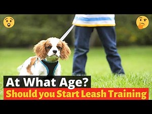 At What age should you Start Leash training a puppy? 🤔