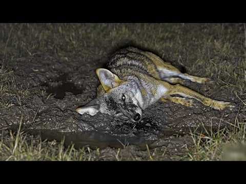 TOP 29 Kills in Night | Hunting Season 2026: PART II