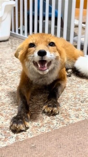 Just love this fox screaming🦊 just got this video from reddit No-Rutabaga9752#foxoftheday #foxes_club #foxes #fox #foxy #foxbody #Foxes | Save The Foxes