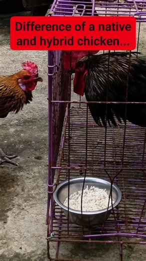 Difference of a native and hybrid chicken breeds. The australorp is 3 times bigger than a common native chicken... Regarding the meat, naimas ladta native kenyak, pero isu met laeng no daduma. Depende ladta panakaluto na met ketdi 🥰🥰🥰 #fbreels2026 #dailypost #dailypost16 #farmlife #provincelife #livinginthecountryside | Maji's Garden