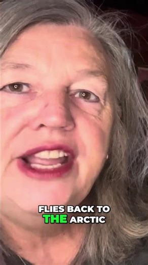 Arctic Tern: The Bird With the Longest Migration! #shorts