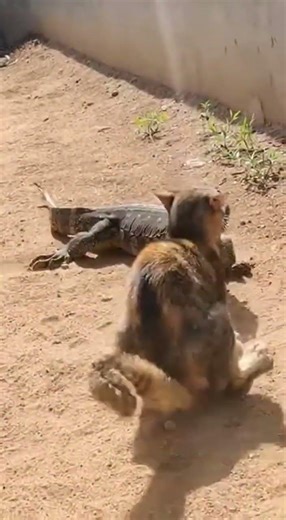 No One Was Ready for This… Cat vs Lizard 😱#CatVsLizard #Lizard #Unbelievable #Shocking #ytshorts