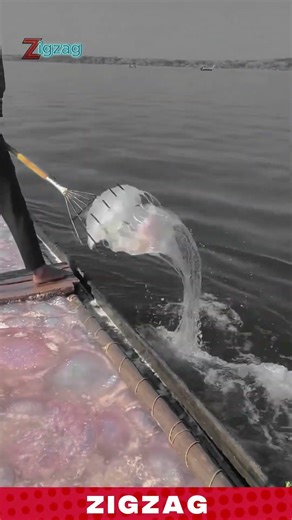This Jellyfish Is HUGE… Watch the Catch!