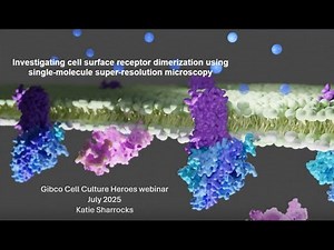 Investigating cell surface receptor dimerization using single molecule super resolution microscopy