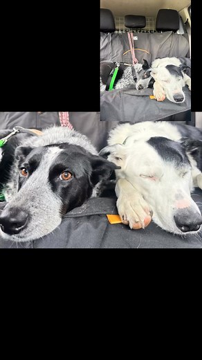 Zen Dog Training. on Reels