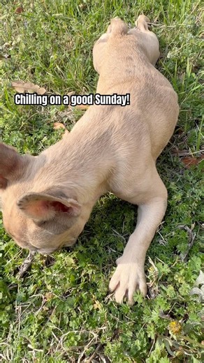 Chilling and smelling flowers‼️🐶🍫 #puppy #chilling #frenchie