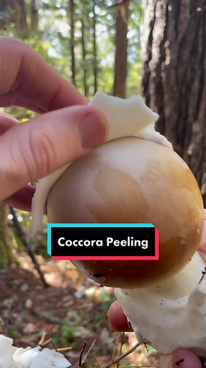 Dr. Gordon Walker (FunGuy) (@fascinatedbyfungi)’s videos with original sound - Dr. Gordon Walker (FunGuy)